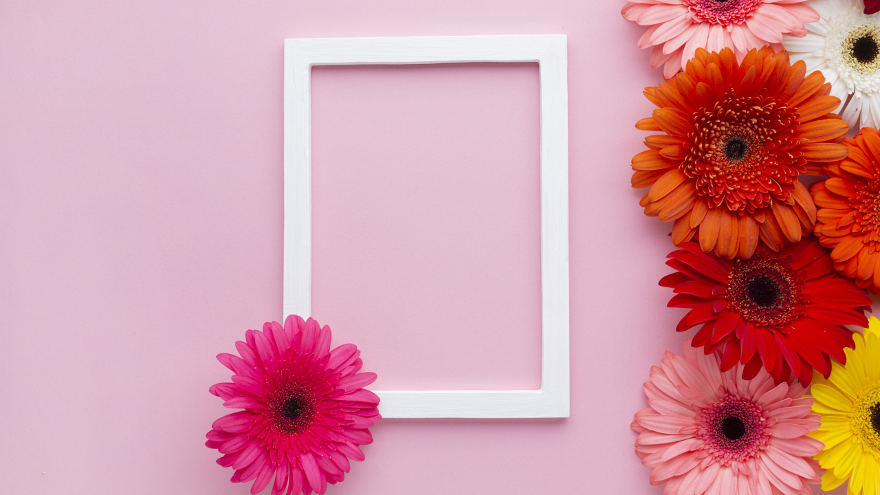 Разноцветные герберы с рамкой на розовом фоне, шаблон для открытки 