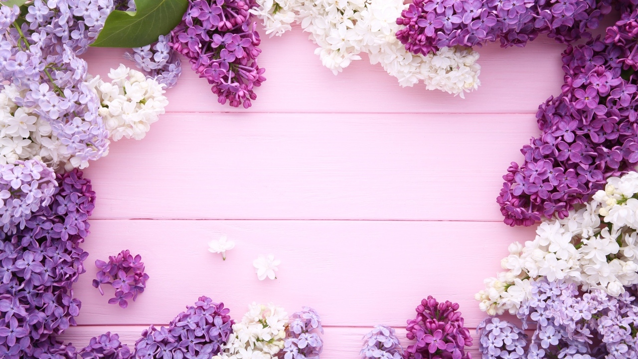 Разноцветные цветы сирени на розовом фоне