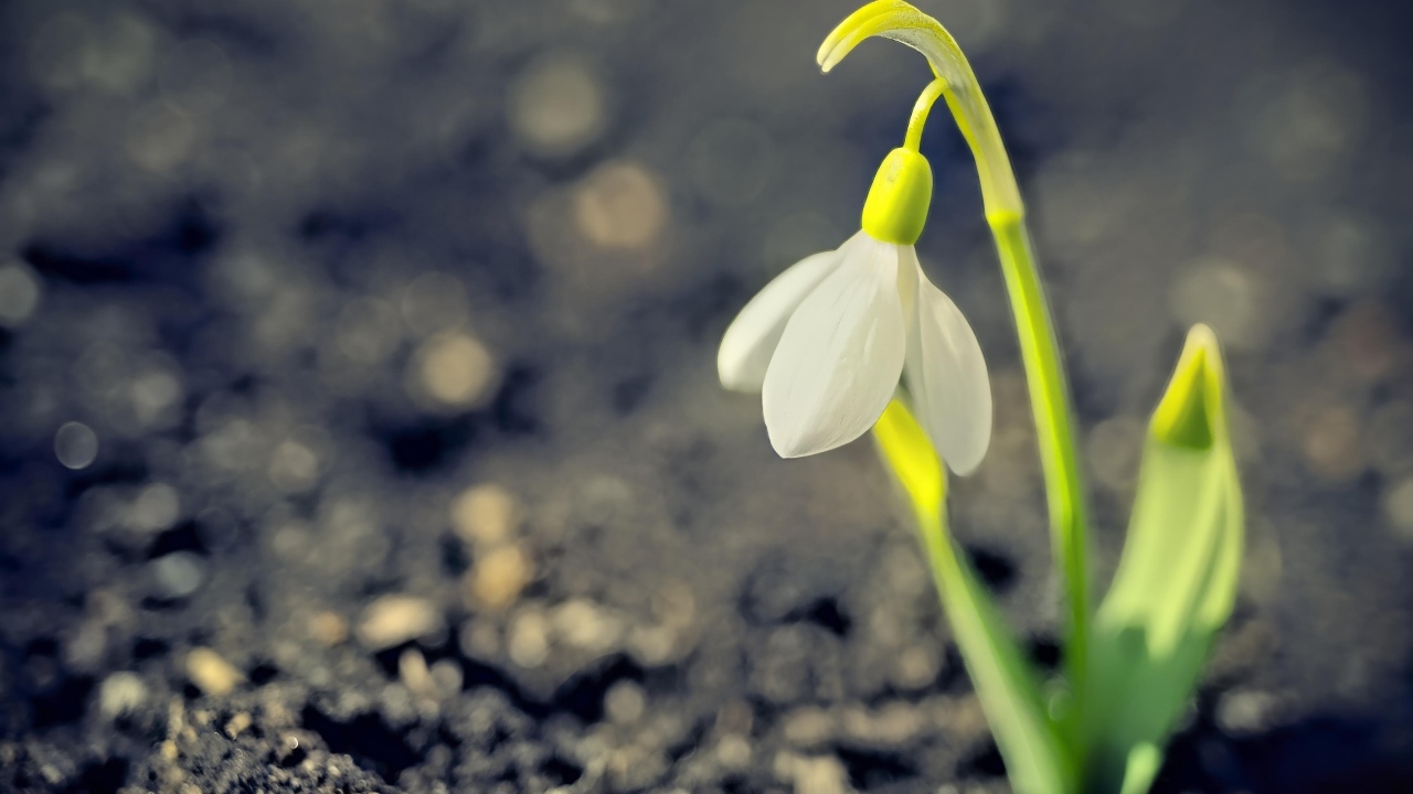 Один белый весенний подснежник на черной земле