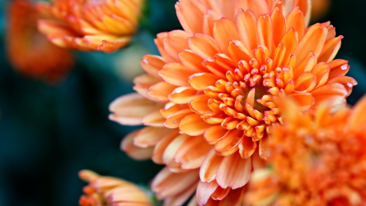 Оранжевые хризантемы на ветке крупным планом