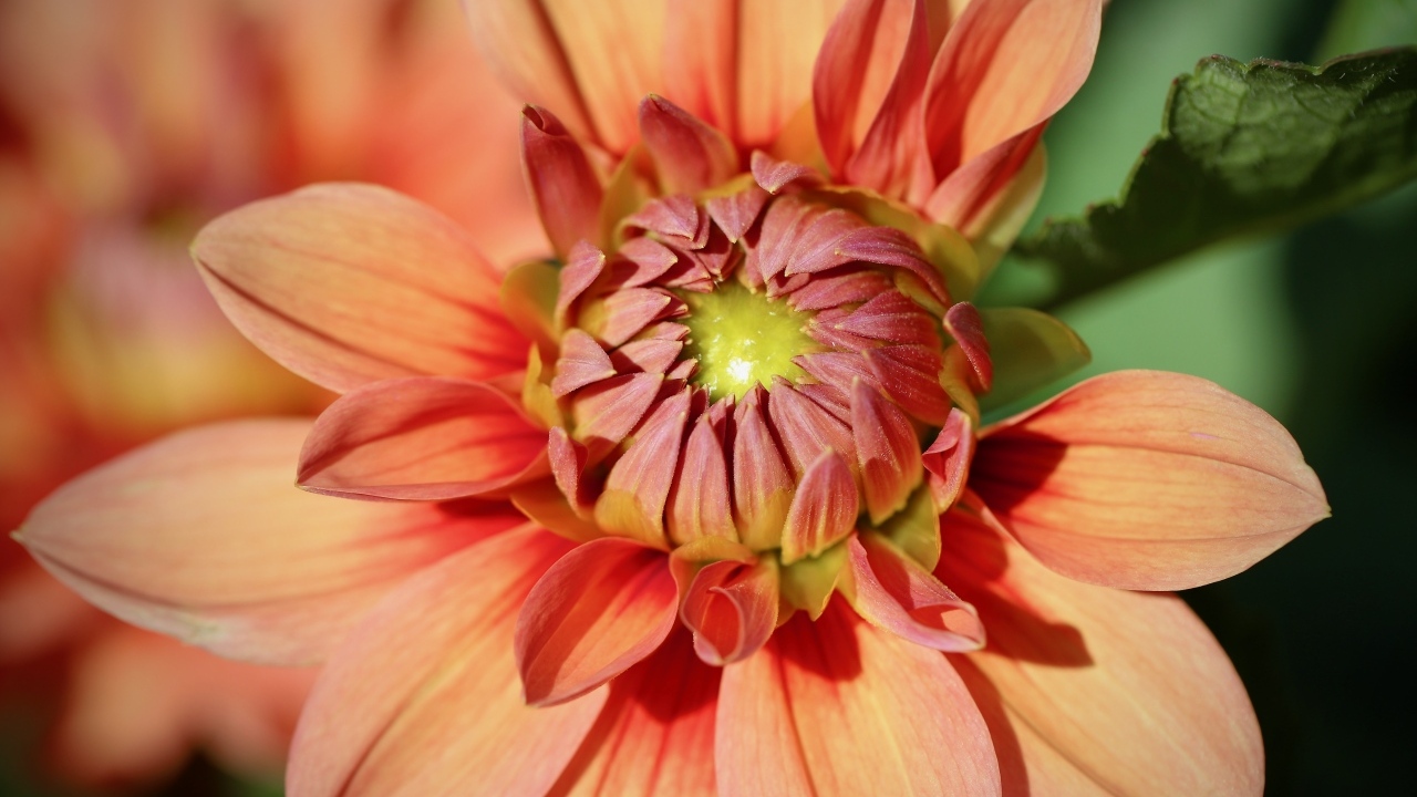 Оранжевая георгина распускается на клумбе