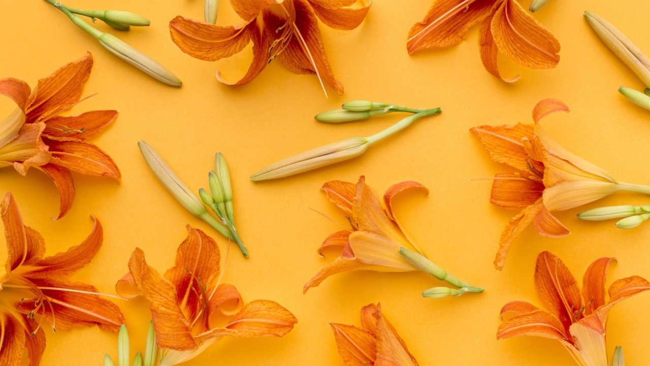 Оранжевые цветы лилейника на желтом фоне