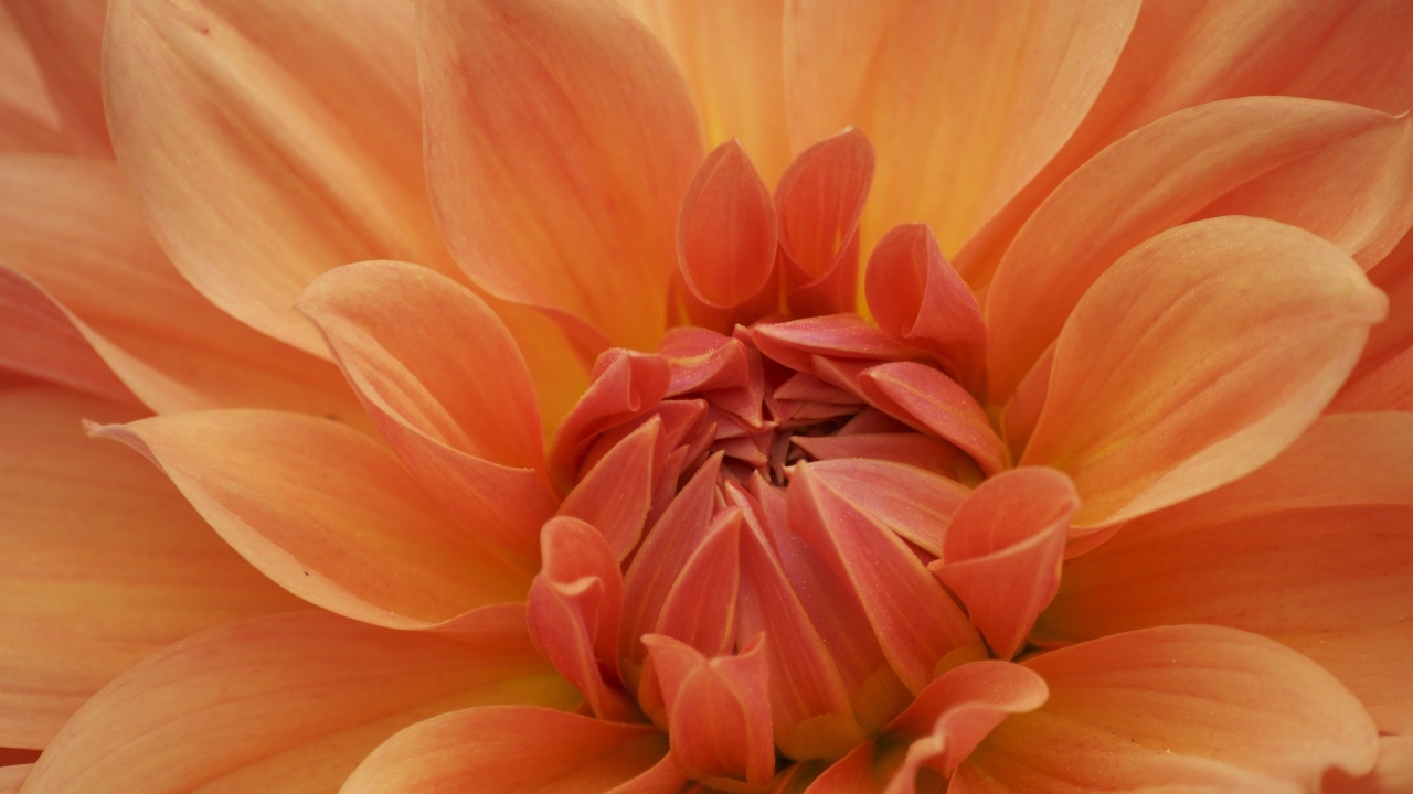 Оранжевый крупный цветок георгина крупным планом