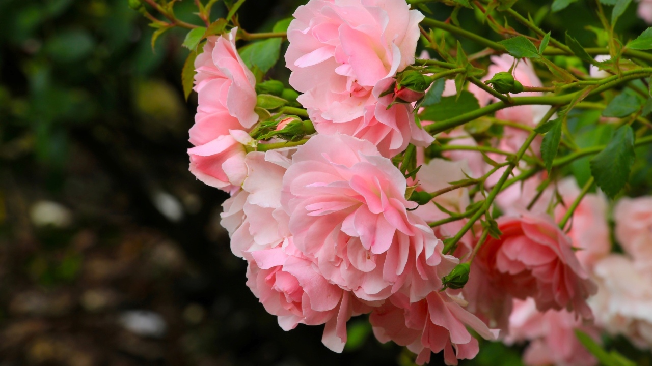 Куст парковой розы с розовыми цветами