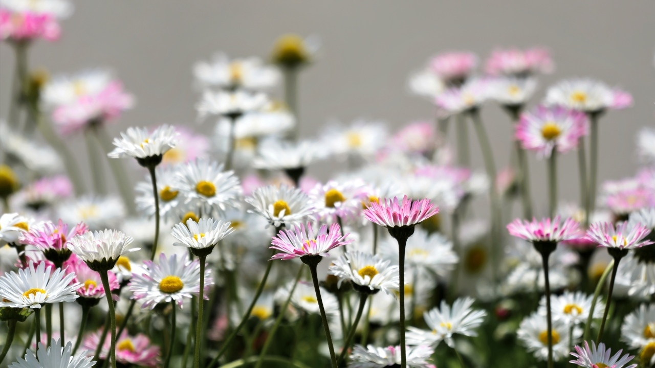 Розовые и белые мелкие цветы маргаритки