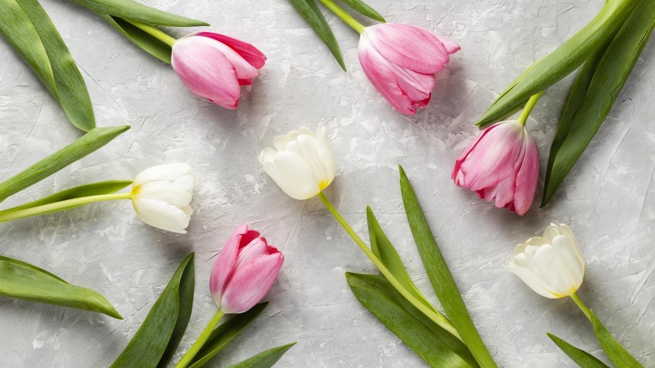Розовые и белые тюльпаны на сером столе крупным планом