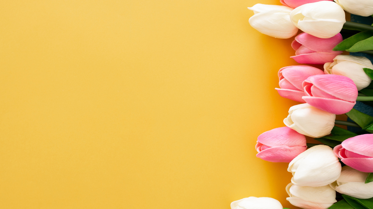 Розовые и белые тюльпаны на желтом фоне, шаблон для открытки