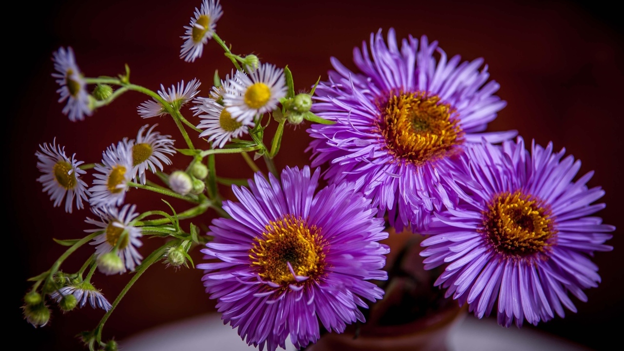 Розовые осенние цветы сентябринка в вазе