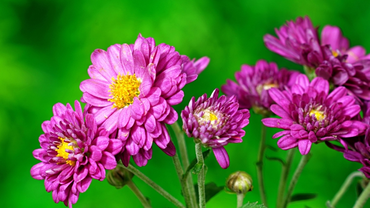 Розовые  хризантемы на зеленом фоне