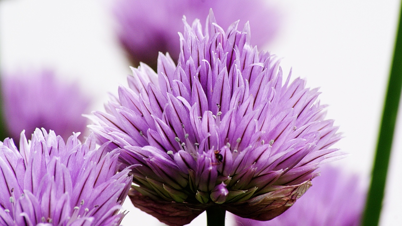 Розовые цветы декоративного лука крупным планом