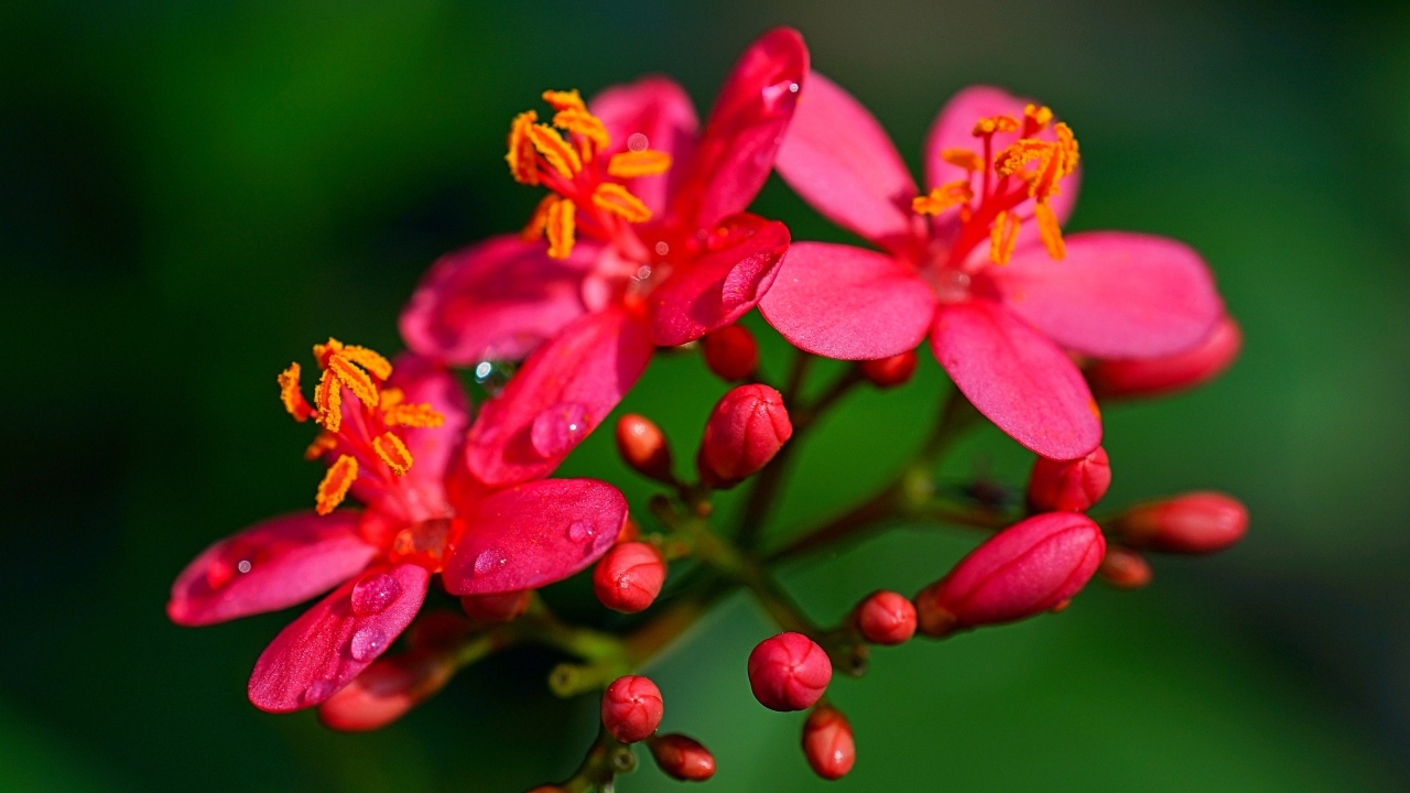 Розовые цветы на ветке на зеленом фоне