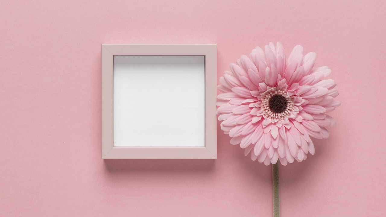 Розовая гербера с рамкой на розовом фоне, шаблон для открытки