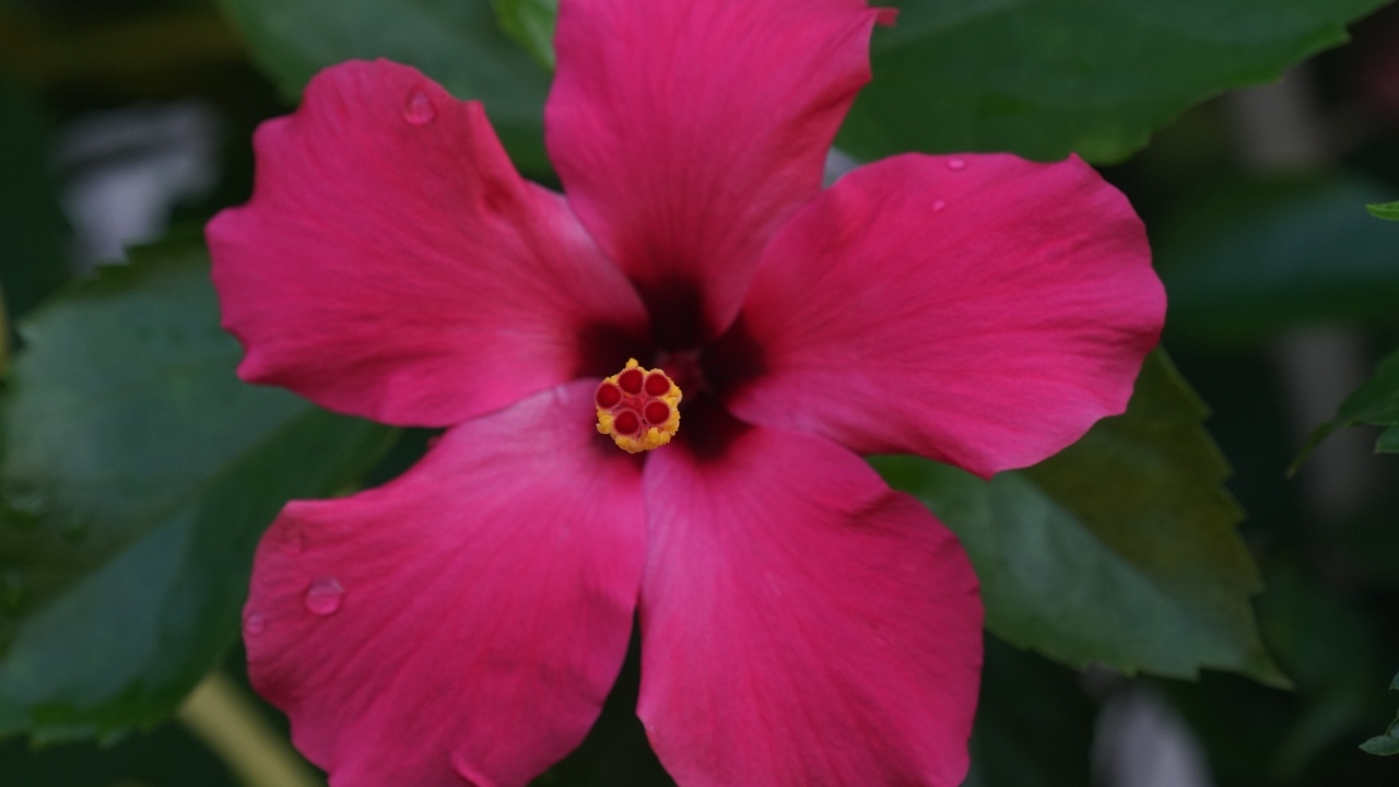 Розовый гибискус вид сверху