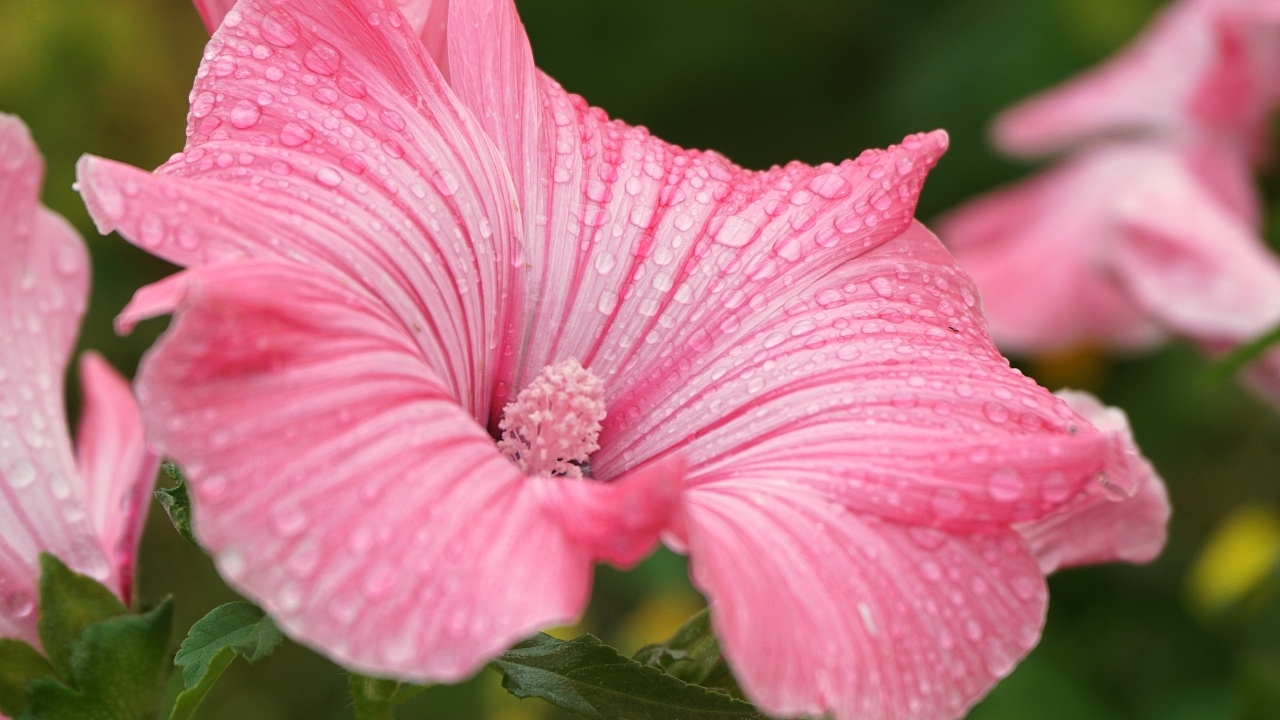 Розовый цветок лаватера