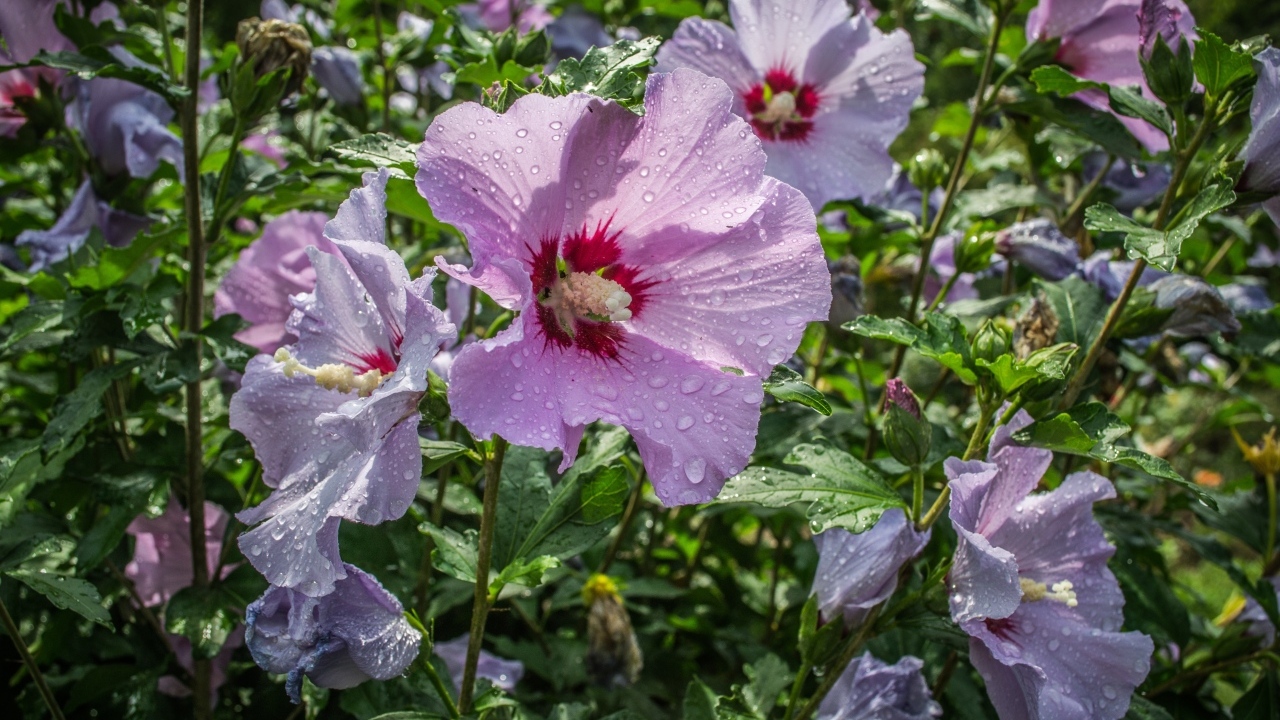 Розовые цветы лаватера в каплях воды