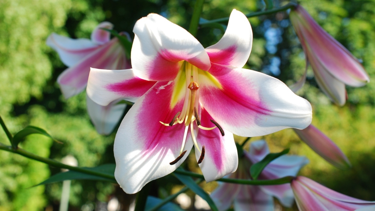 Розовый цветок лилии на клумбе летом