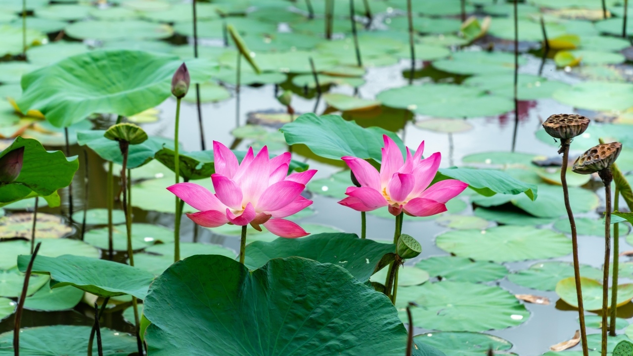 Розовые лотосы с большими зелеными листьями в воде