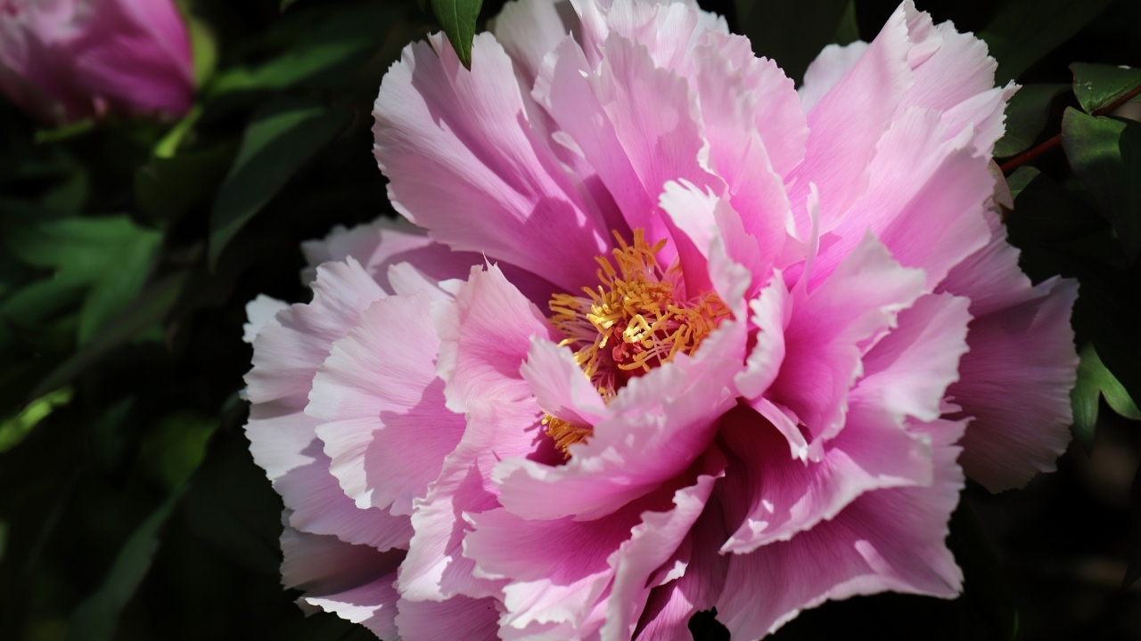 Розовый пышный садовый пион крупным планом