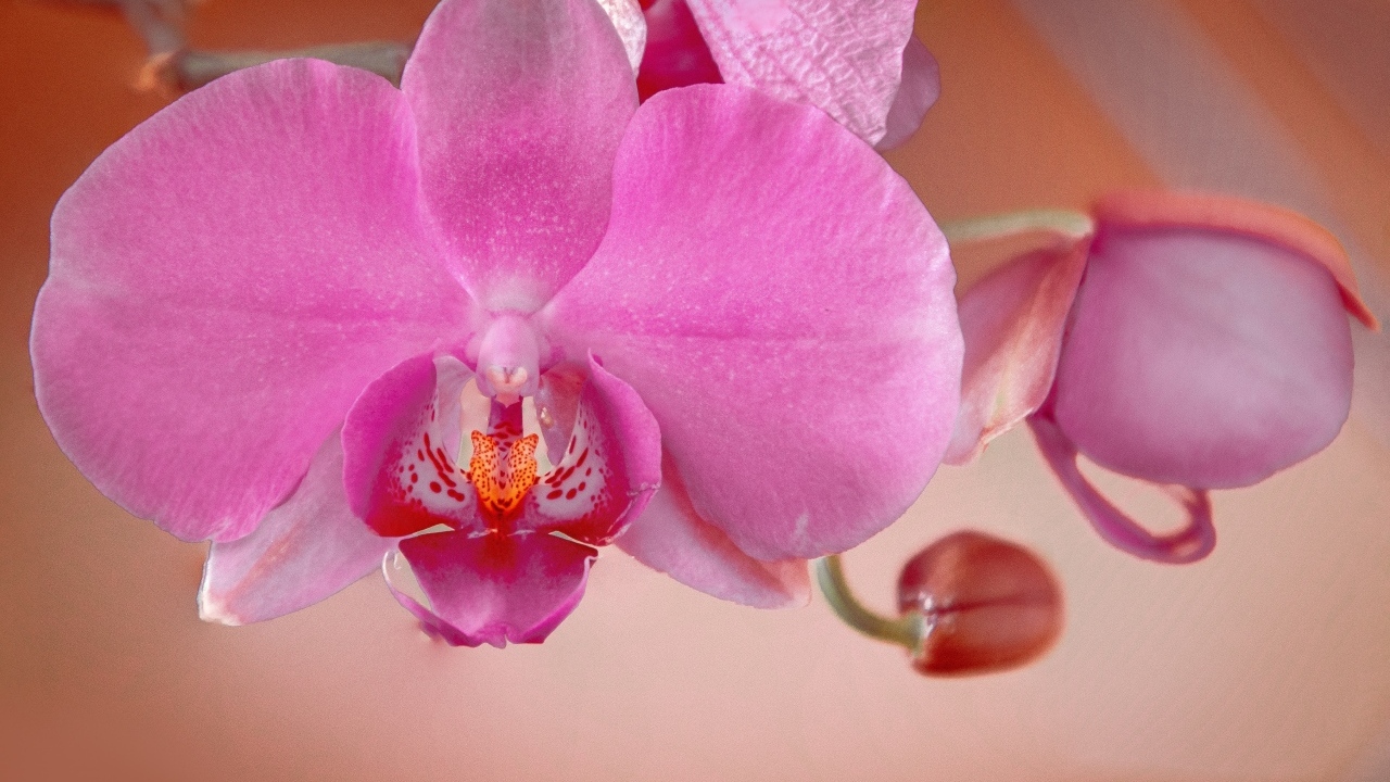 Розовый цветок орхидеи с бутонами крупным планом