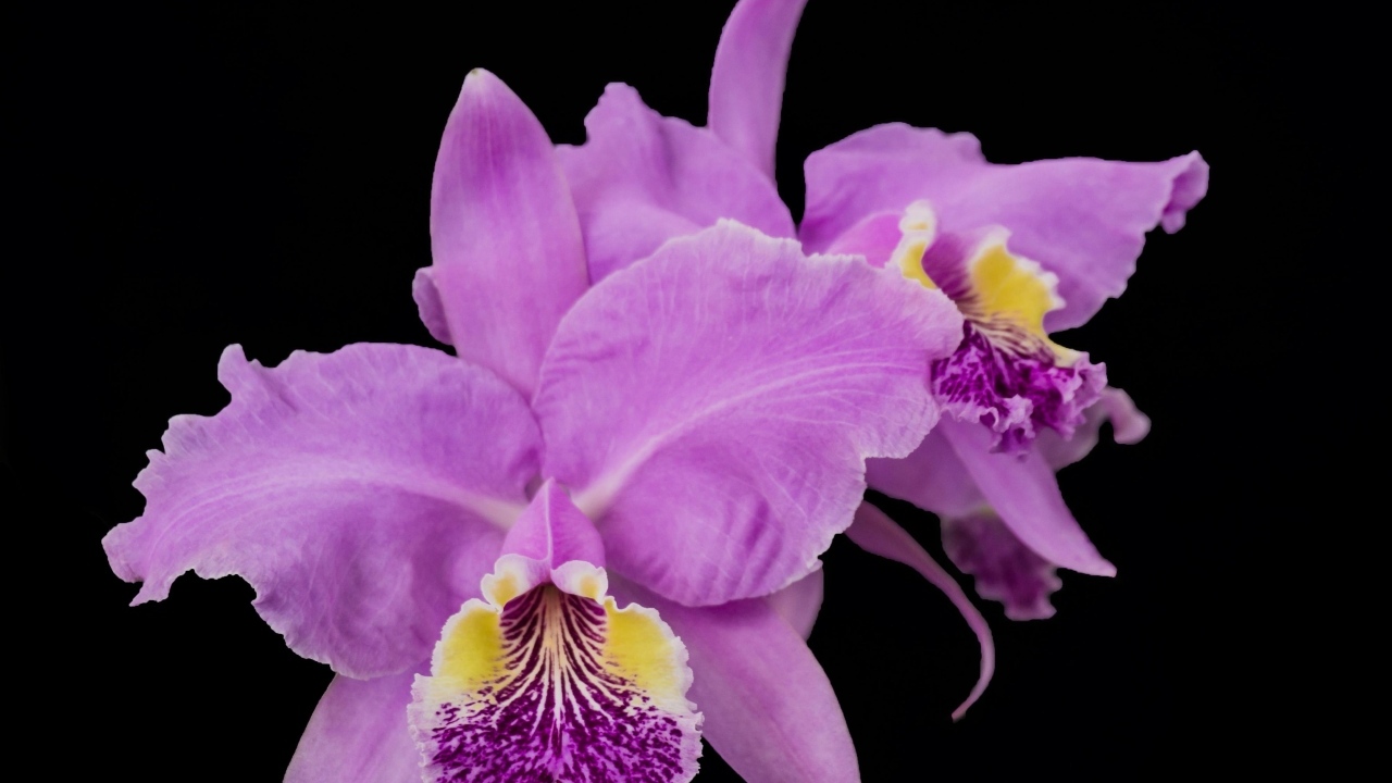 Розовые сорванные цветы орхидеи на черном фоне