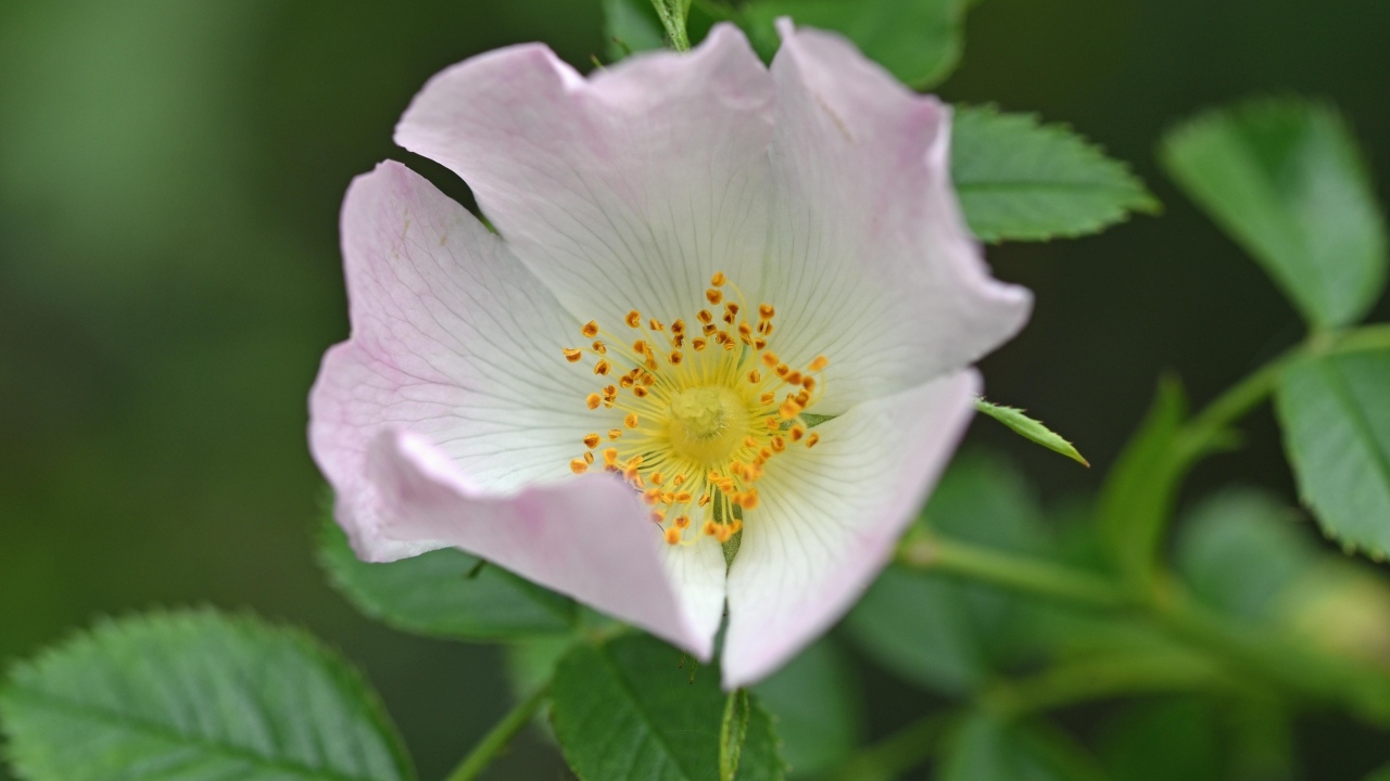 Розовый цветок шиповника с зелеными листьями крупным планом