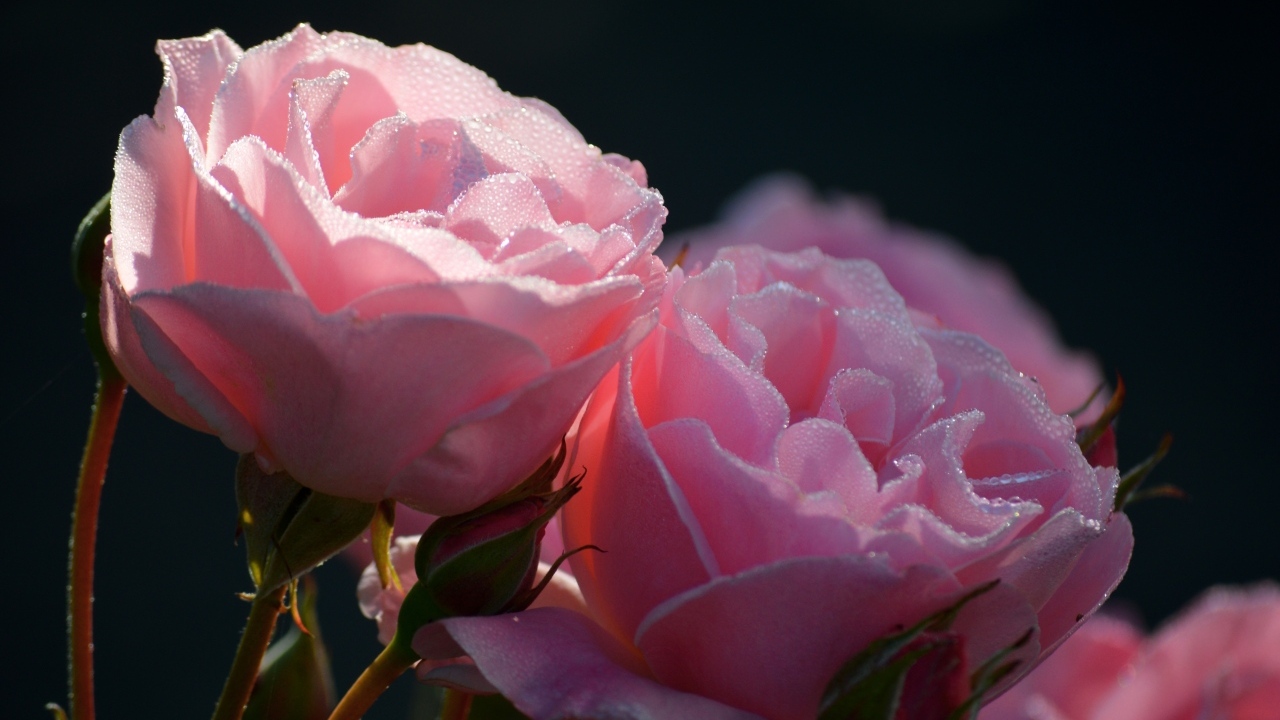 Розовые розы с бутонами с мокрыми лепестками