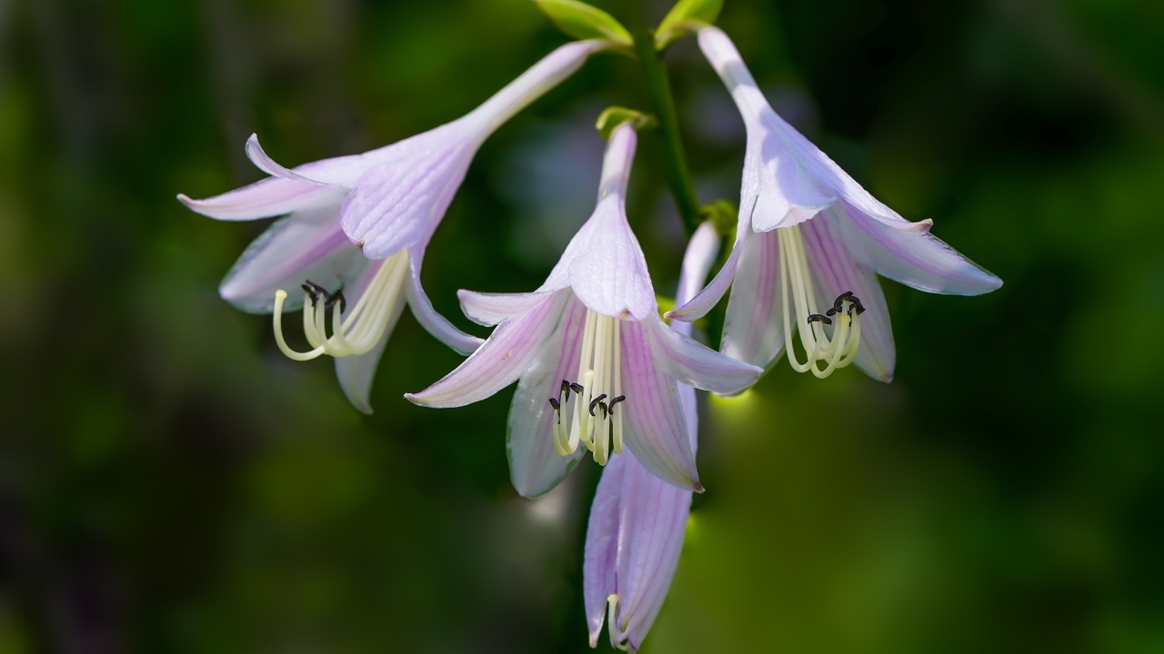 Розовые маленькие садовые лилии на ветке