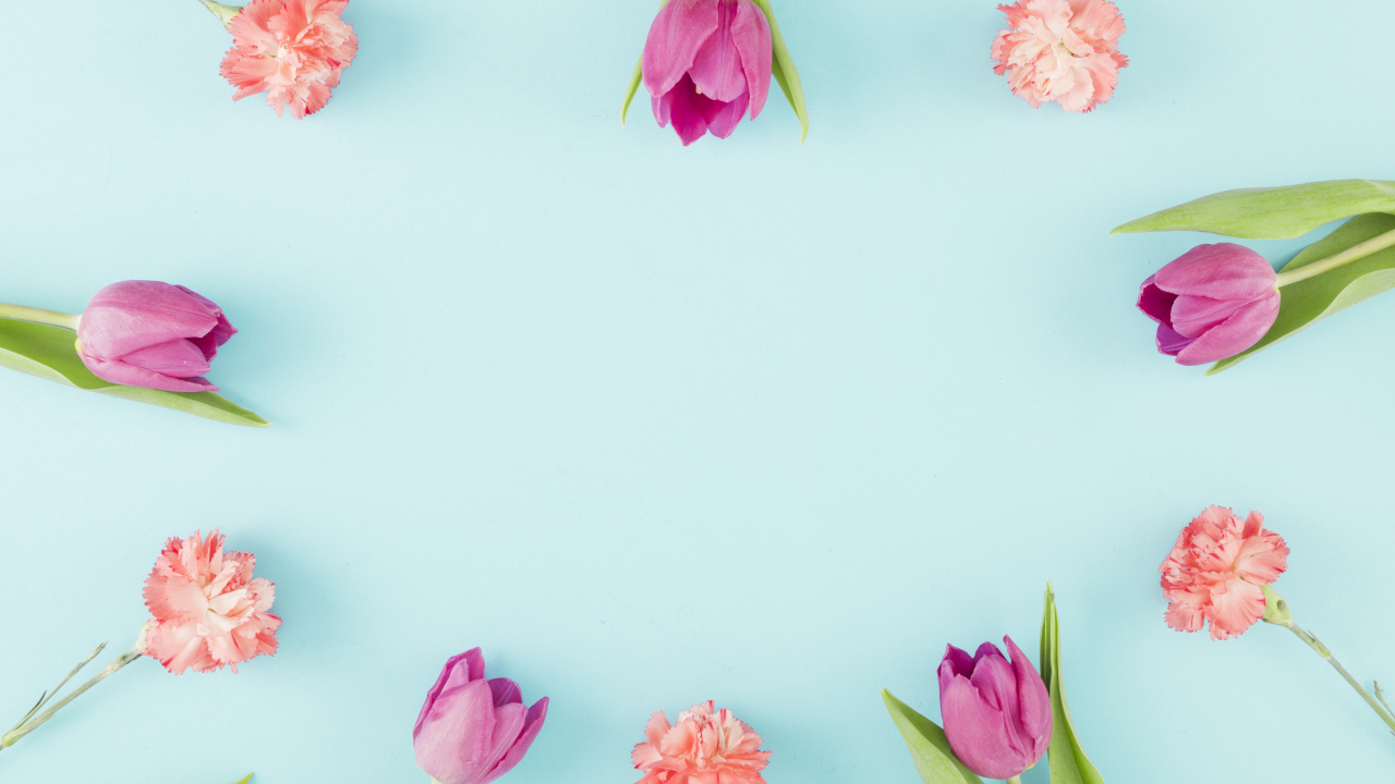 Розовые тюльпаны и гвоздики на голубом фоне, шаблон 