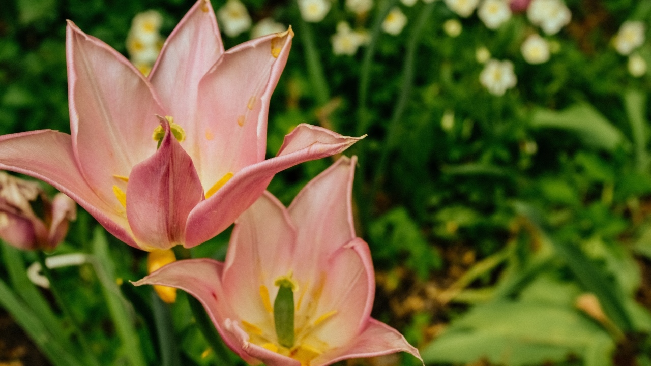 Розовые тюльпаны на клумбе крупным планом