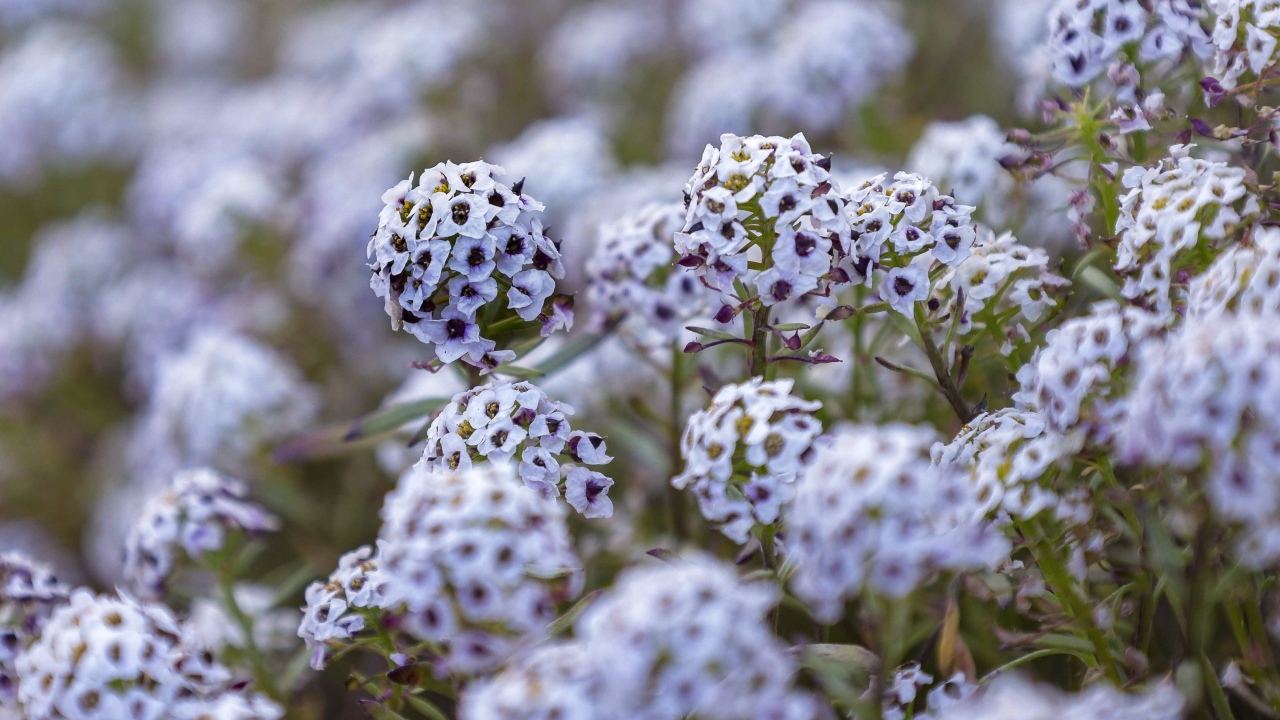 Фиолетовые цветы флокса на клумбе