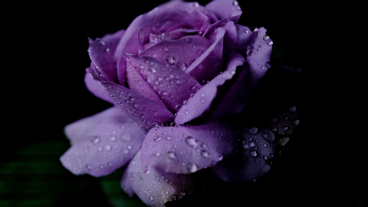Фиолетовый цветок розы в каплях дождя