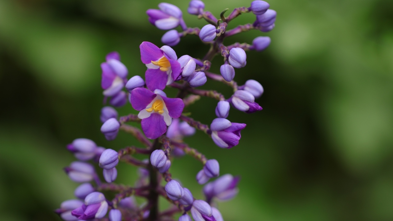 Фиолетовые маленькие цветы орхидеи крупным планом