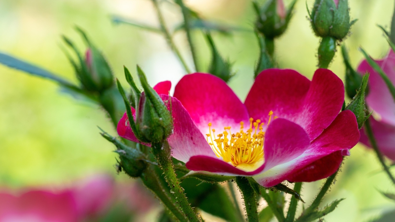 Red border rose with buds