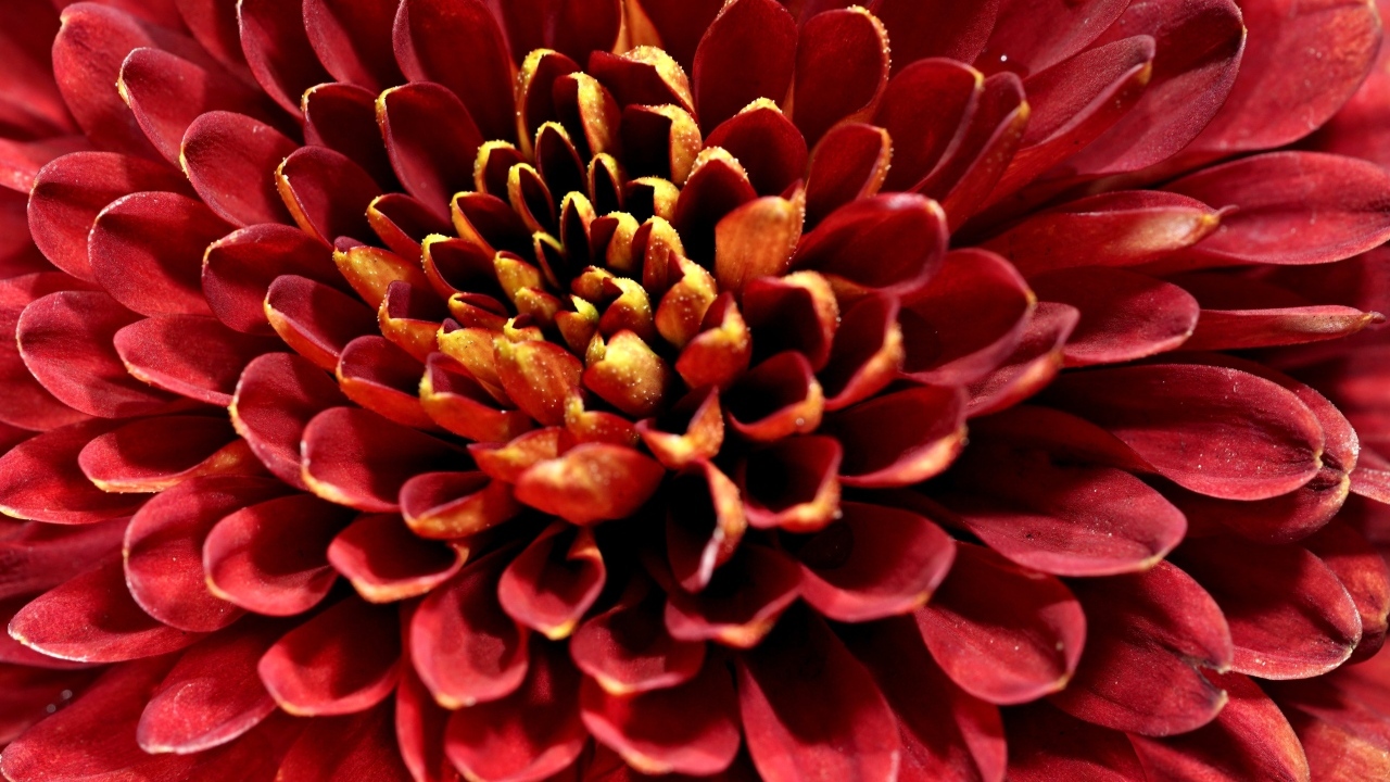 Красный цветок хризантемы вблизи