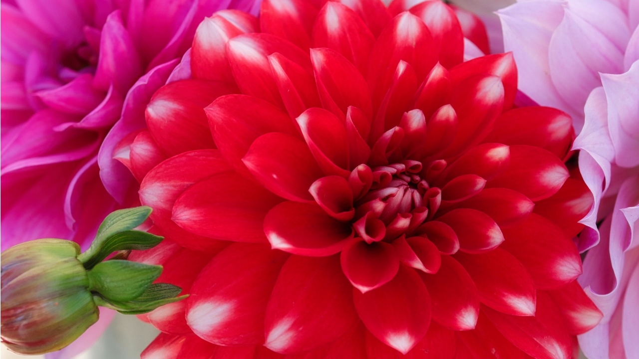 Красный цветок георгина с бутоном крупным планом