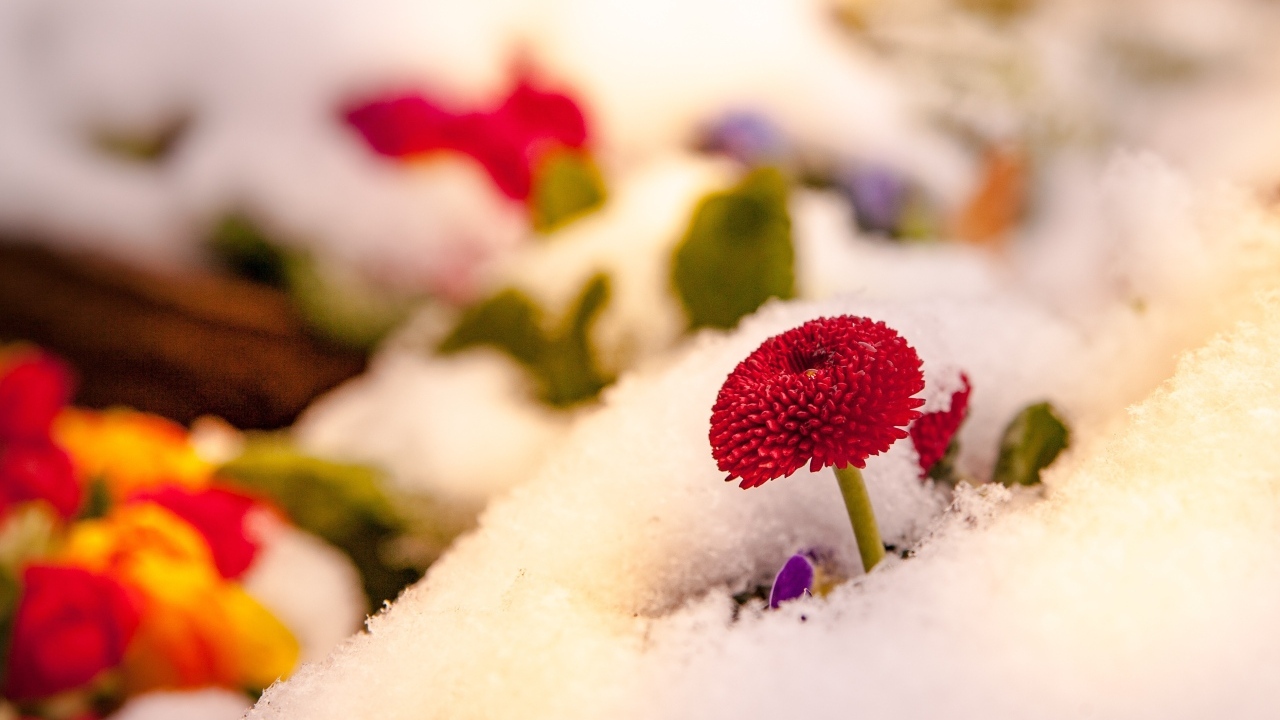 Красный цветок маргаритки под снегом
