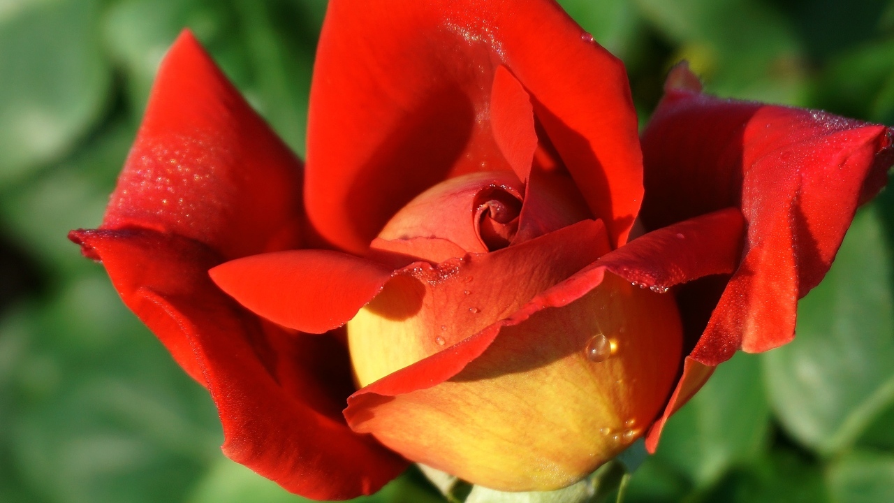 Красный цветок садовой розы крупным планом