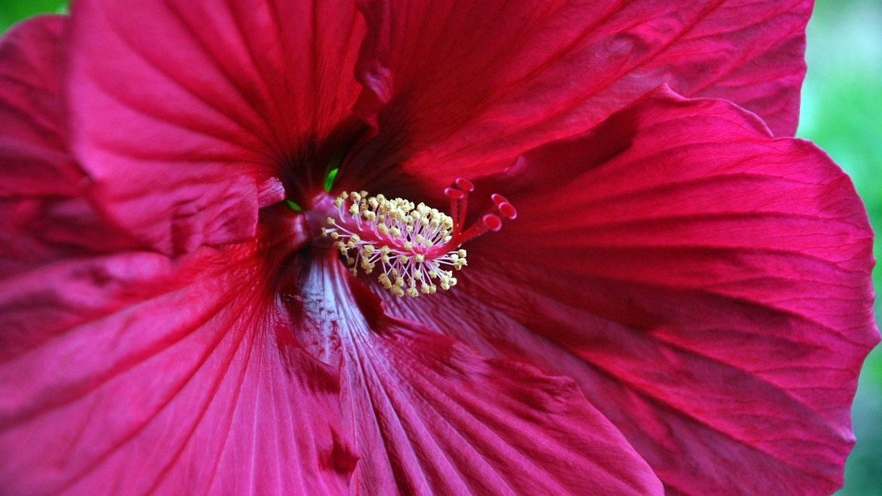 Красный гибискус крупным планом на зеленом фоне