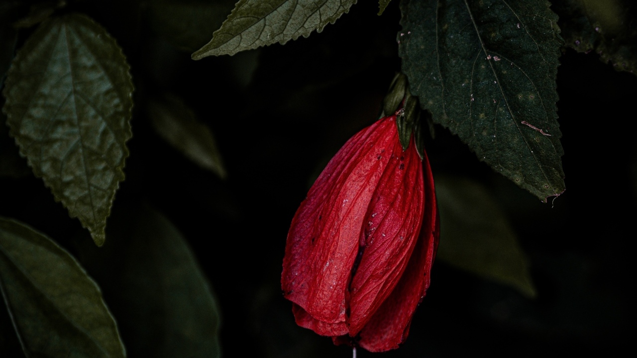 Красный цветок гибискуса в зеленых листьях