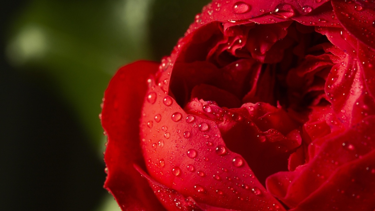 Красный цветок розы в каплях росы крупным планом