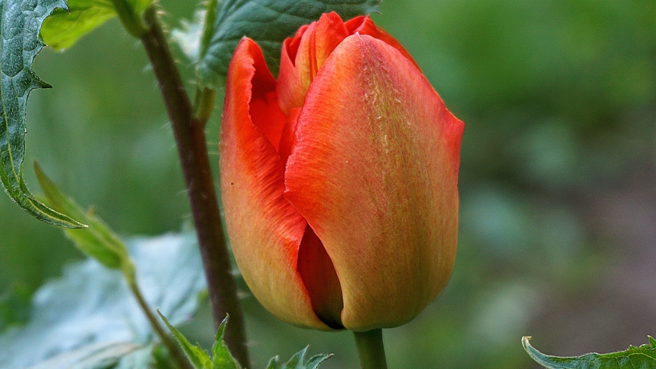 Красный нераспустившийся тюльпан крупным планом