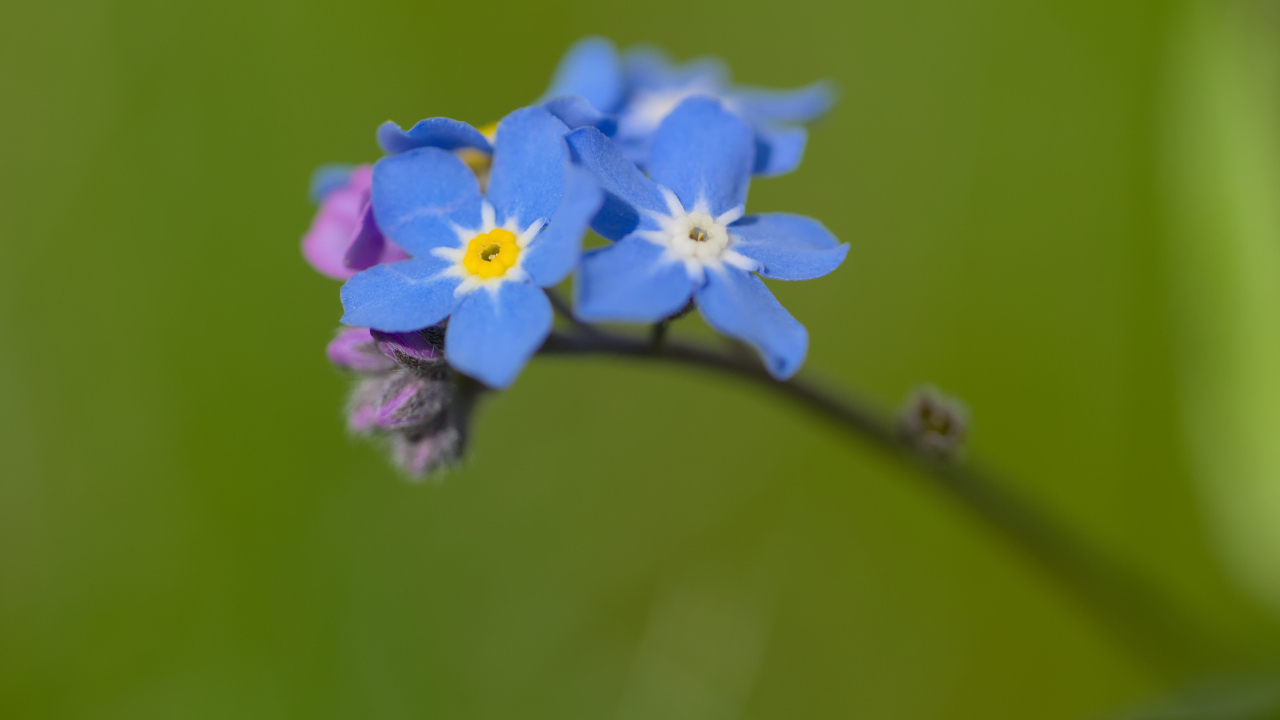 Маленький цветок незабудка на зеленом фоне