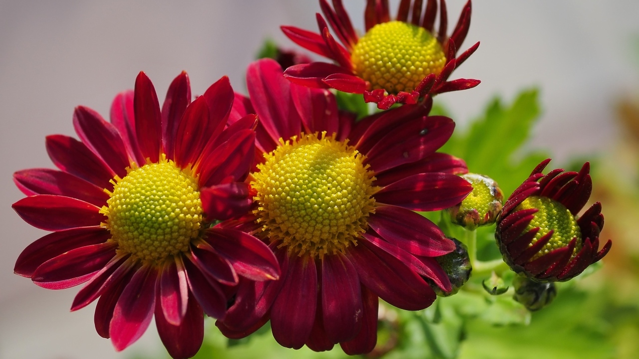 Маленькие красные цветы хризантемы