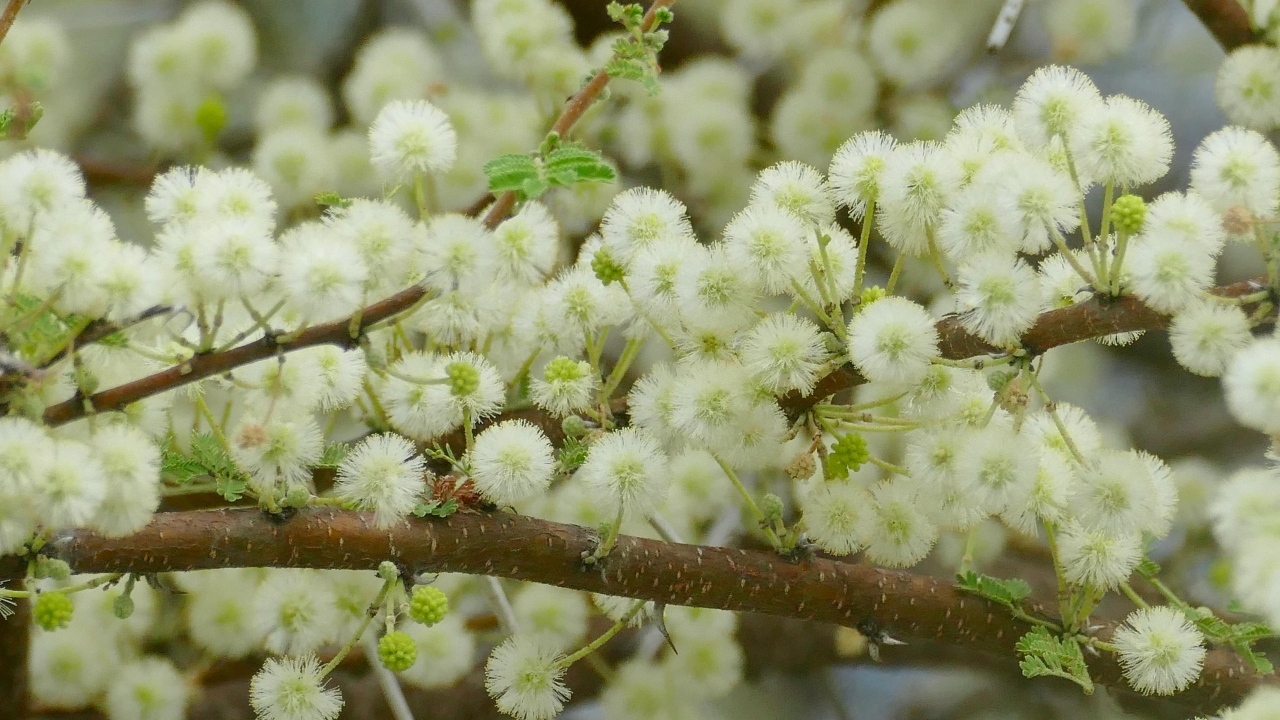Весенние пушистые цветы на ветках дерева 