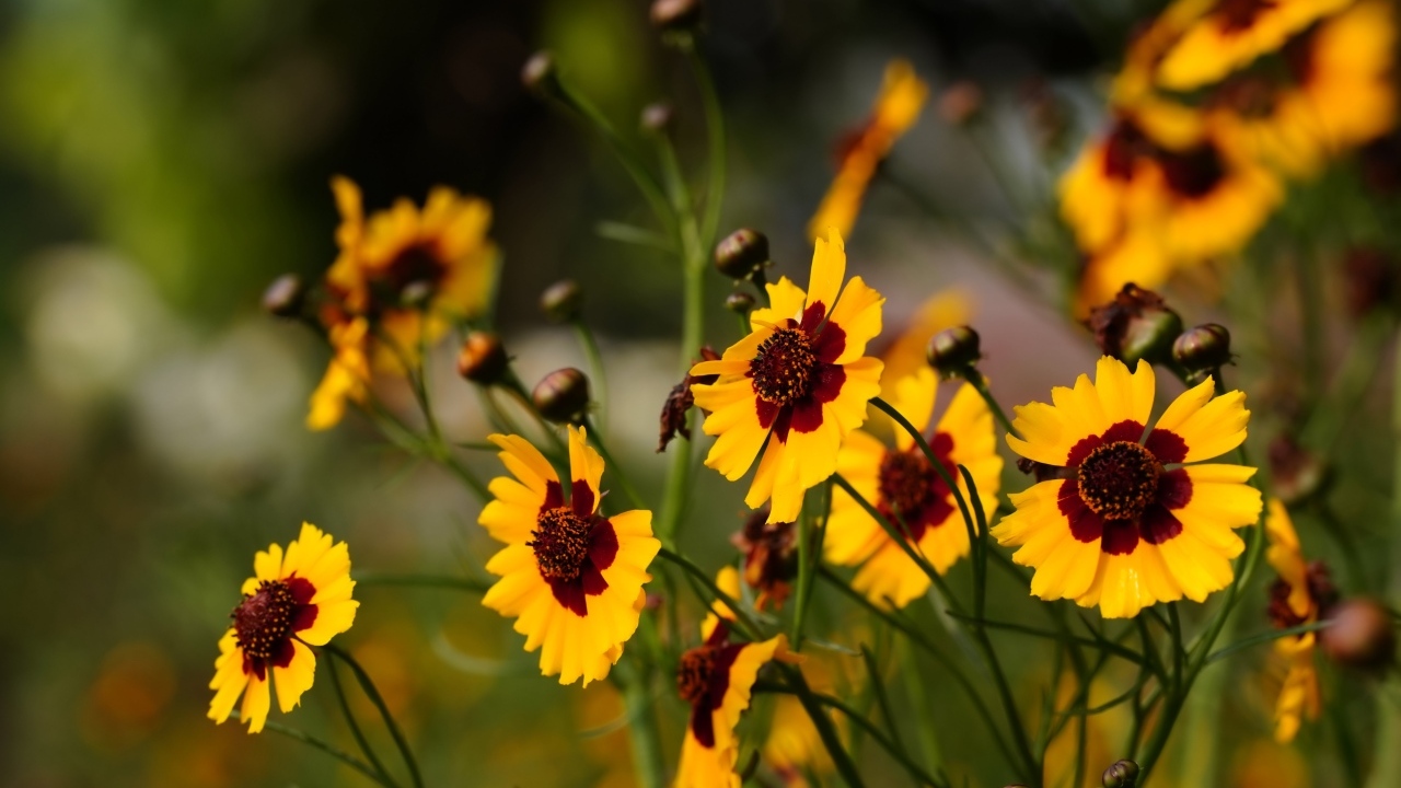 Летние маленькие красивые полевые цветы