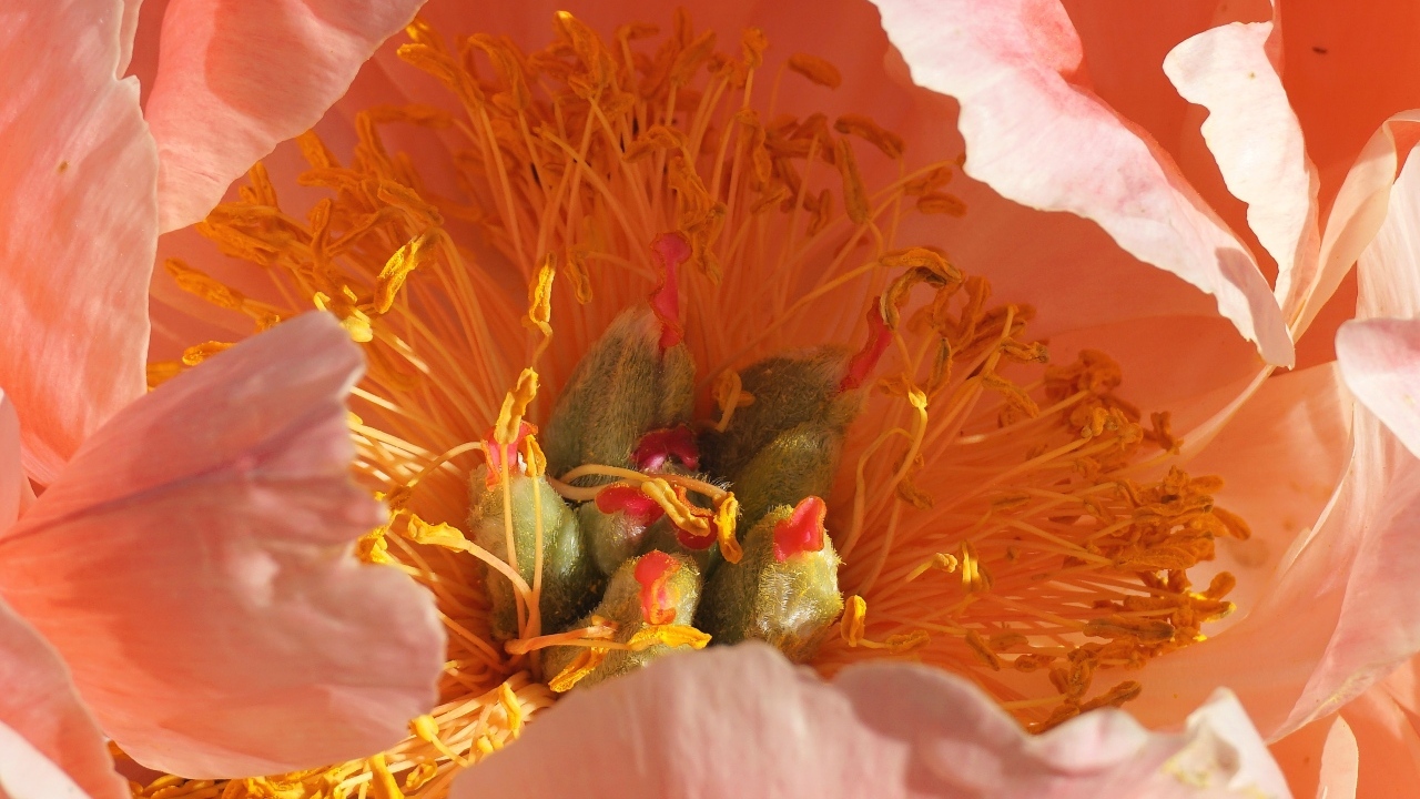 Серединка розового цветка пиона