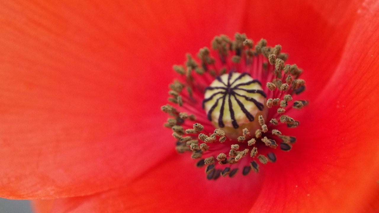 Серединка красного цветка мака крупным планом