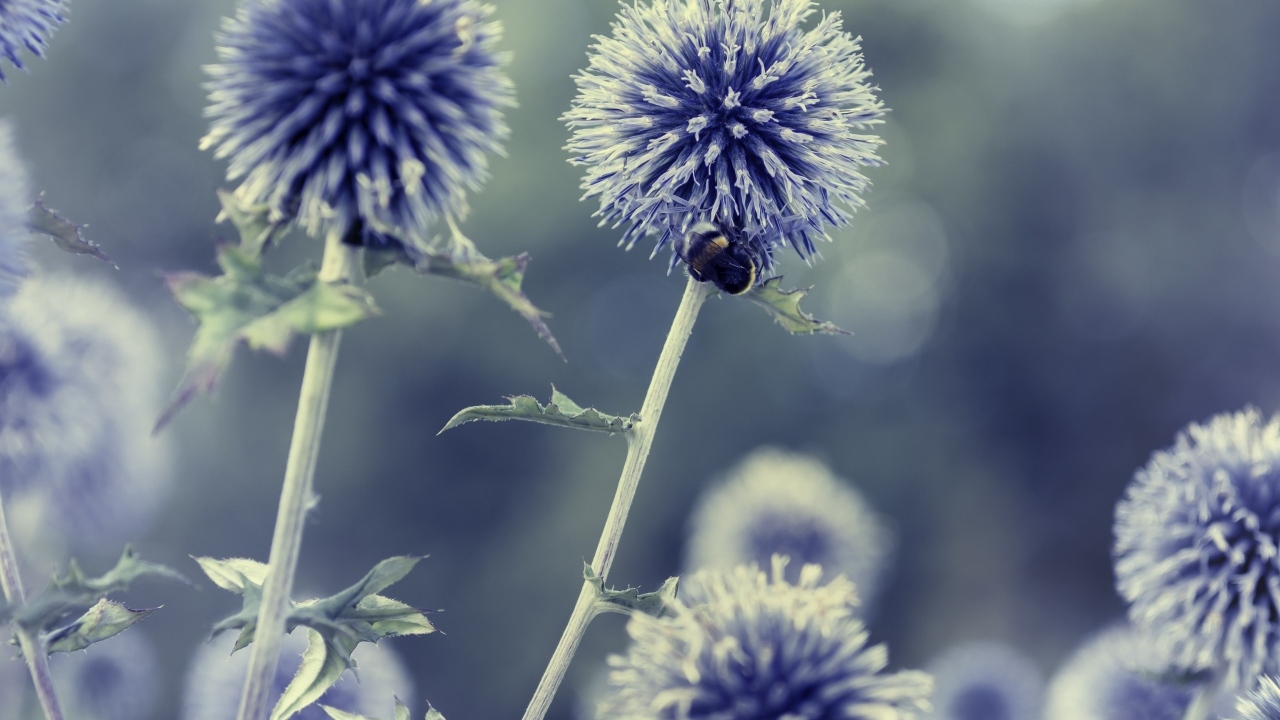 Цветы чертополох-мордовник крупным планом