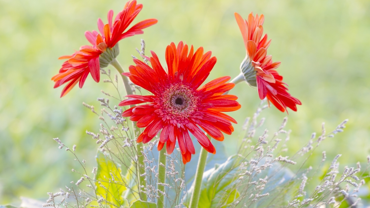 Три цветка герберы с колосьями 