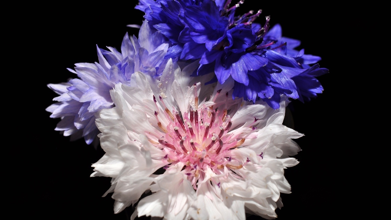 Три разноцветных василька на черном фоне